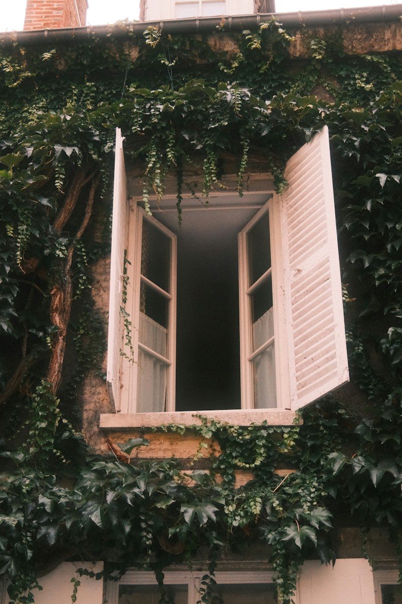 An open window with white shutters surrounded by thick green ivy on stone