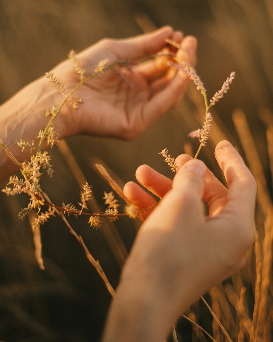 Hands gently holding delicate dried flowers in sunlight